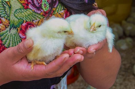 give a gift of chickens|Heifer International .